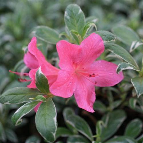 Azalea 'Salmon's Leap'