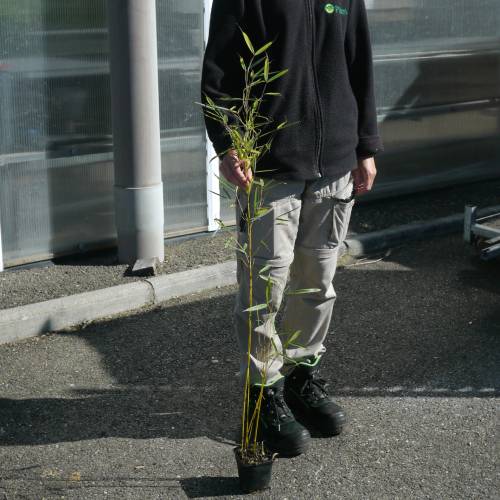 Bamboo Fargesia robusta 'Campbell'