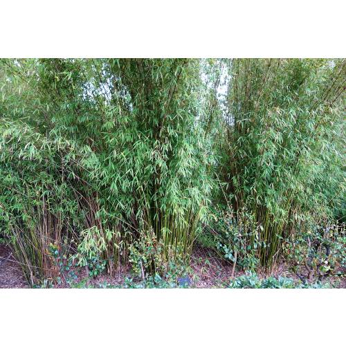 Bamboo, Slender Weavers Bamboo