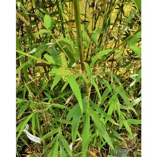 Bamboo, Slender Weavers Bamboo