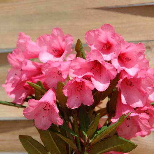 Rhododendron pink, Winsome