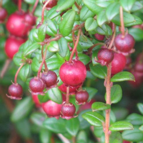 Guava, Chilean