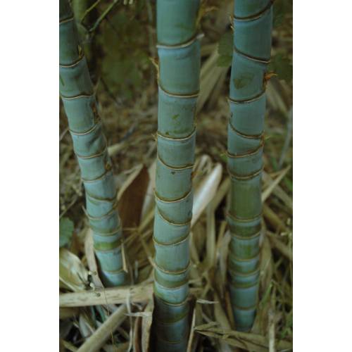 Bamboo Phyllostachys aurea
