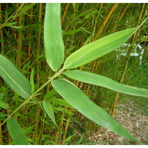 Bamboo Phyllostachys aurea Koi