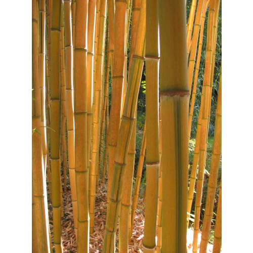 Bamboo Phyllostachys aureo. spect