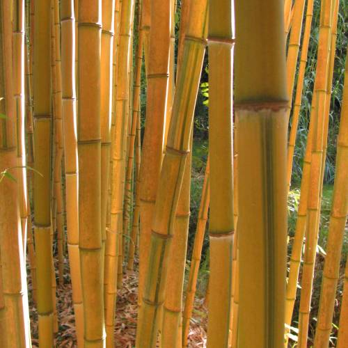 Bamboo Phyllostachys aureo. spect