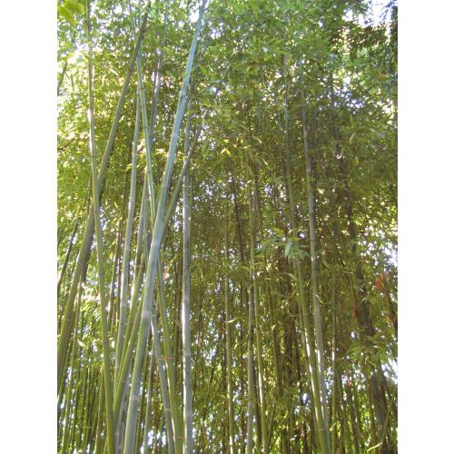 Bamboo Phyllostachys glauca