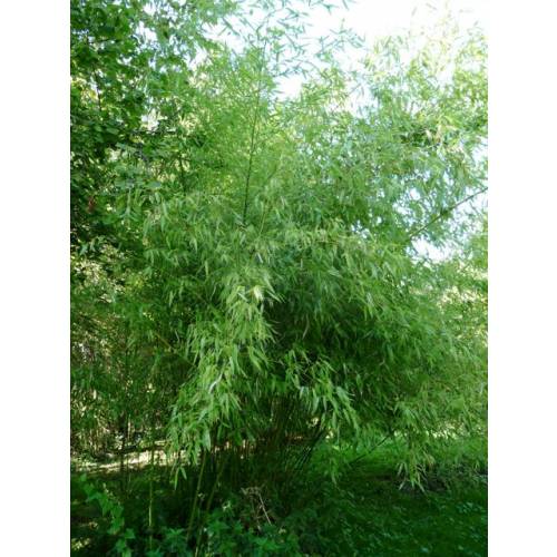Bamboo Phyllostachys rubromarginata