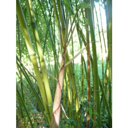 Bamboo Phyllostachys rubromarginata