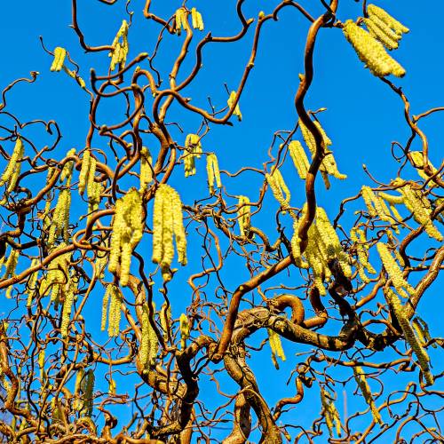 Hazel, corkscrew