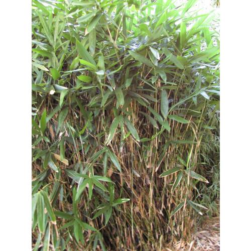 Bamboo Sasa tsuboiana
