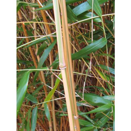 Bamboo Semia. yashadake kimmei