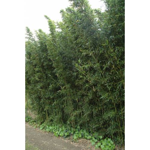 Bamboo Semia. fastuosa viridis
