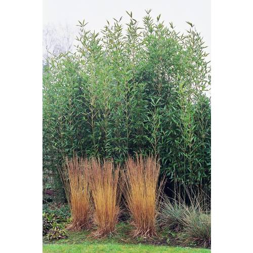 Bamboo Semia. fastuosa viridis