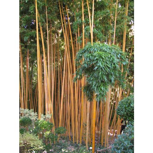 Bamboo Phyllostachys Vivax aureo.