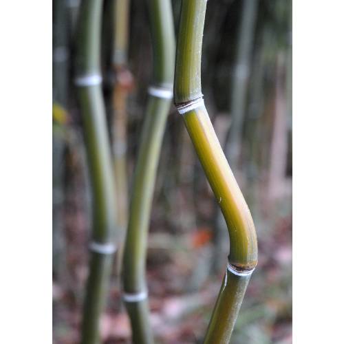 Bamboo Phyllostachys aureo. Alata