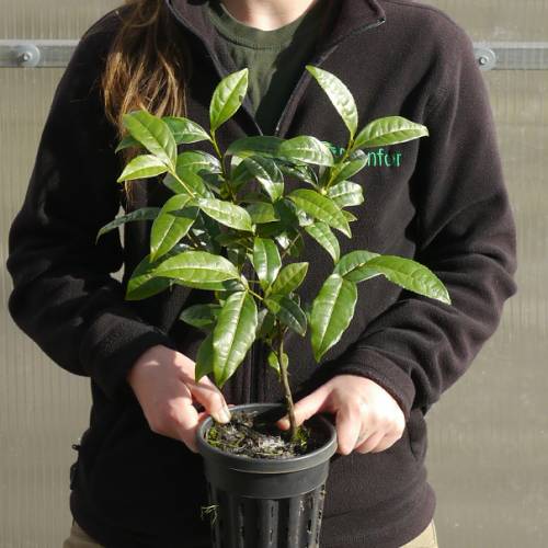 Tea Plant : buy Tea Plant / Camellia sinensis