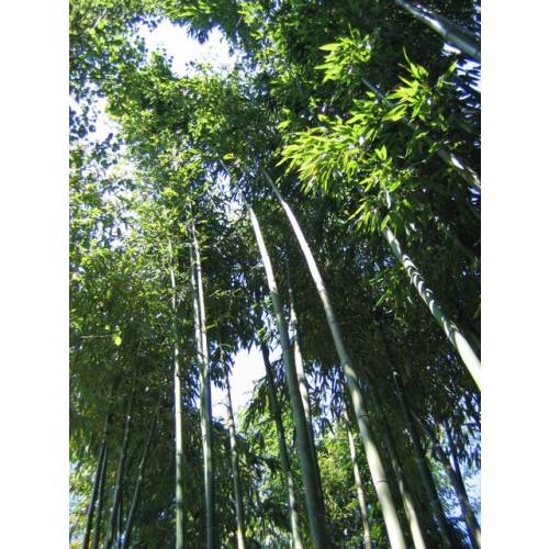 Bamboo Phyllostachys Vivax