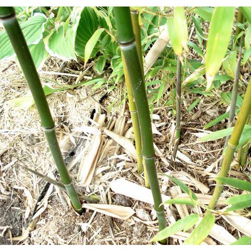Bamboo Phyllostachys stimulosa