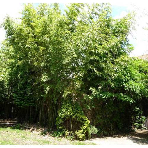 Bamboo Phyllostachys viridiglau.