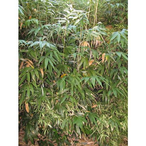 Bamboo Sasa kurilensis