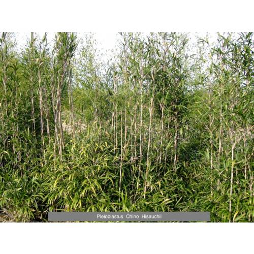 Bamboo Pleioblastus chino hisauchii