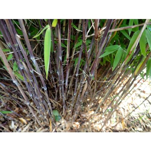 Bamboo Fargesia nitida 'Volcano'