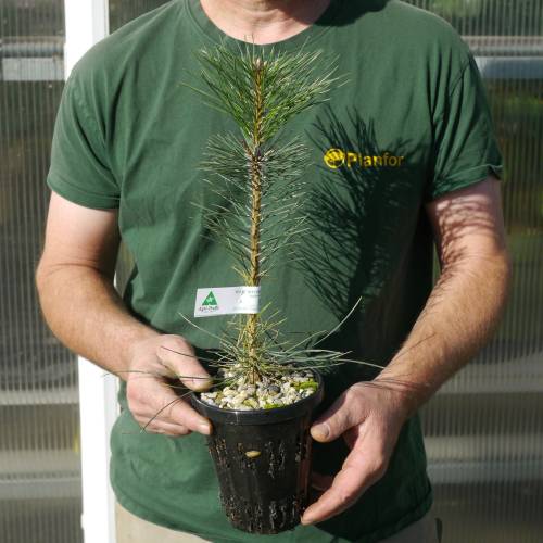 Truffle Austrian Black Pine - Tuber melanosporum