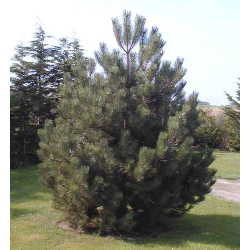 Truffle Austrian Black Pine - Tuber melanosporum