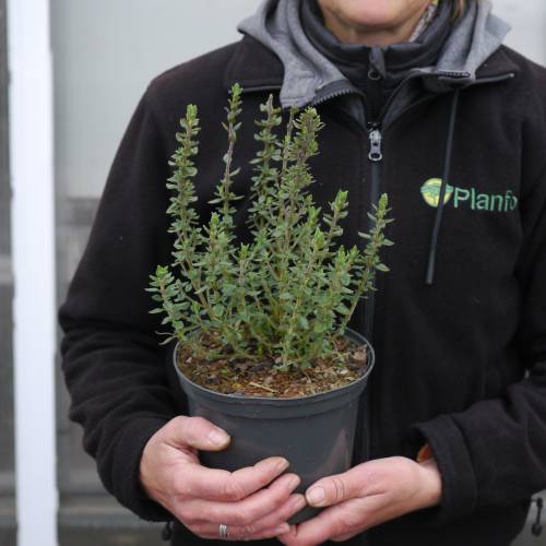 Germander