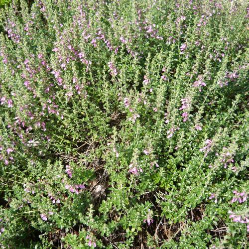 Germander