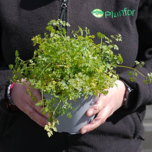 Chervil
