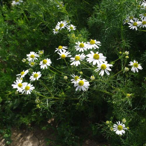 Camomile