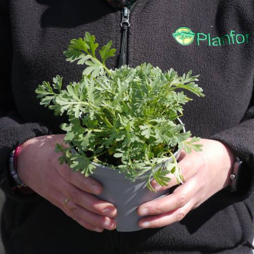 Wormwood, Common