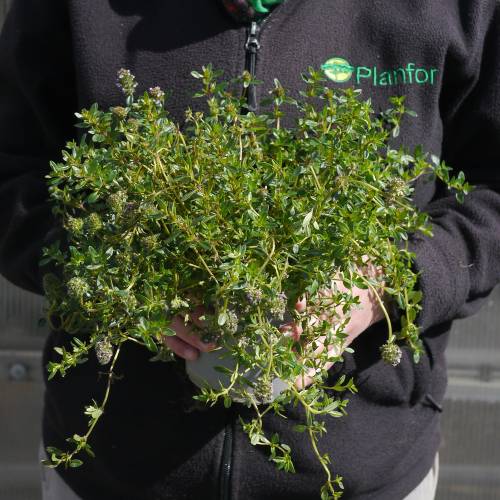 Summer Savory