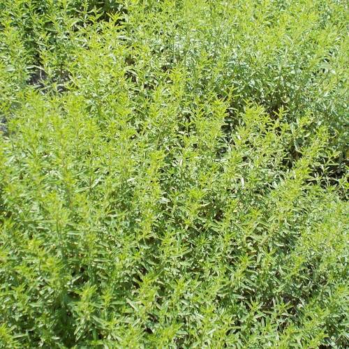 Summer Savory