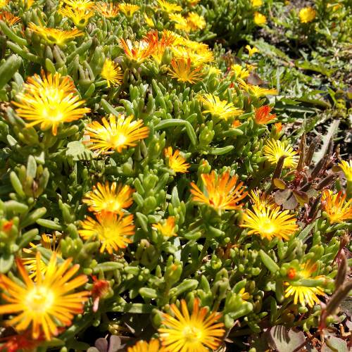 Ice plant, Yellow Carpet