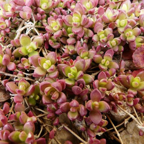 Ice plant, Yellow Carpet