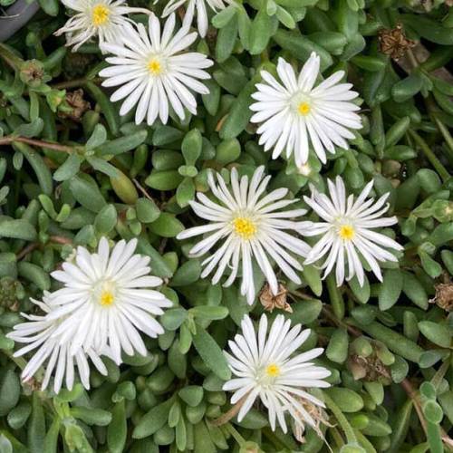 Ice plant, White Carpet