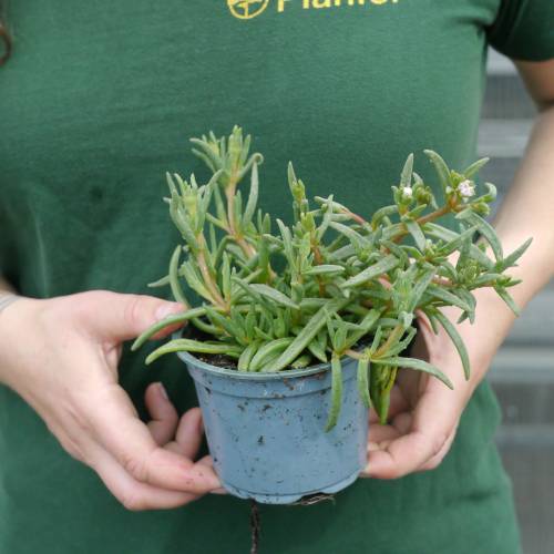 Ice plant, White Carpet