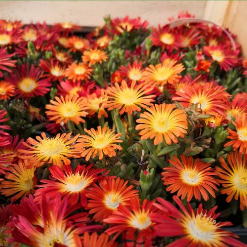Ice plant, Orange Carpet