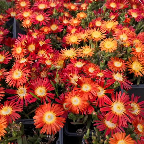 Ice plant, Orange Carpet