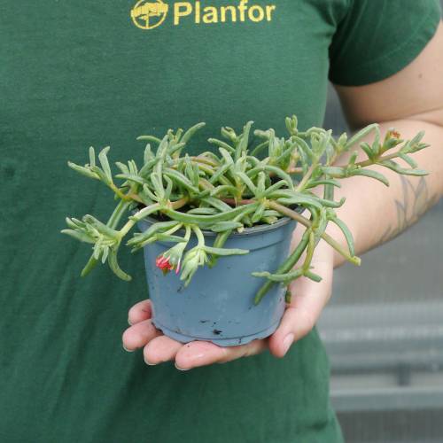 Ice plant, Orange Carpet