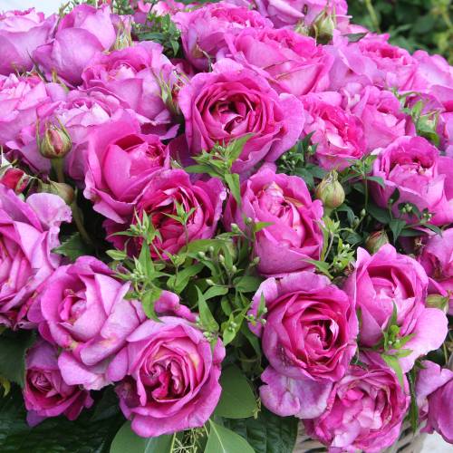 Rose Catherine de Mdicis