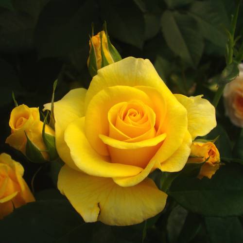 Rose Bernard Hinault