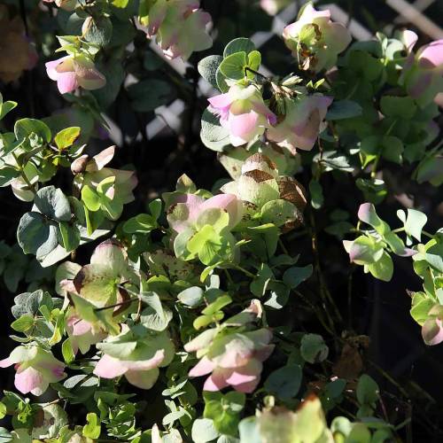 Oregano 'Kent Beauty'