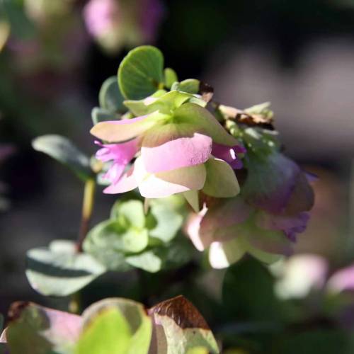 Oregano 'Kent Beauty'