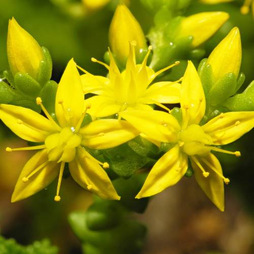 Stonecrop, Goldmoss, Biting stonecrop