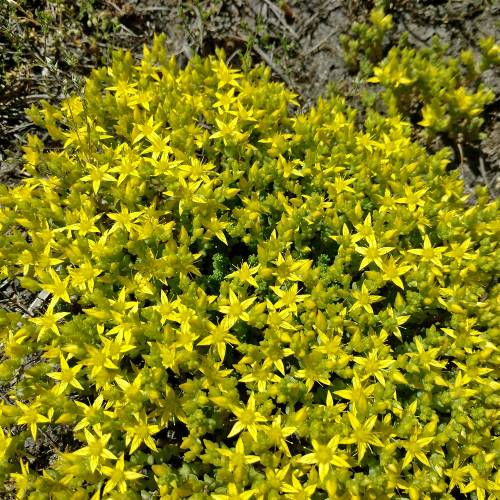 Stonecrop, Goldmoss, Biting stonecrop