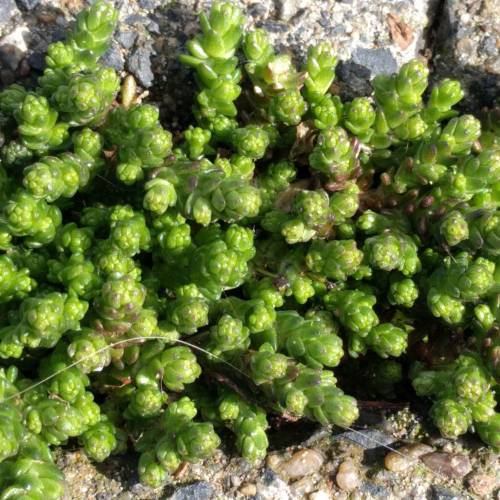 Stonecrop, Goldmoss, Biting stonecrop